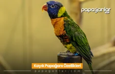 kayik-papagani.webp