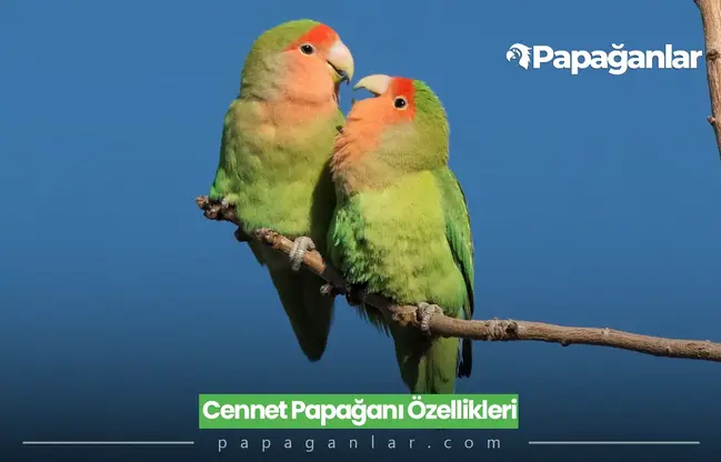 Cennet Papağanı Özellikleri, Fiyatı Kaç TL, Ne Yer?