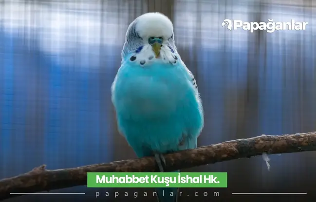 Muhabbet Kuşu İshal Tedavisi