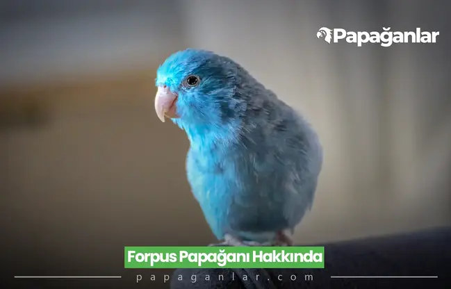 Forpus Papağanı Hakkında Bilmeniz Gerekenler