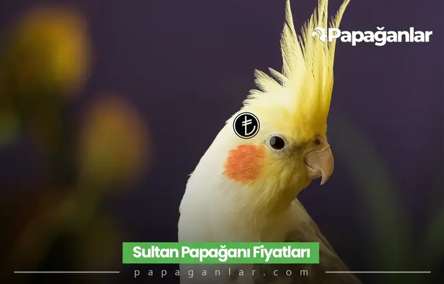 Sultan Papağanı Fiyatları Kaç TL?