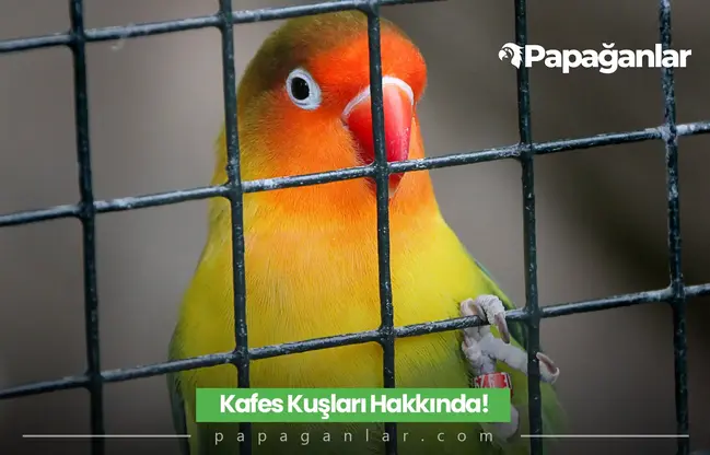 Kafes Kuşları Türleri, Fiyatları, Bakımı ve Yetiştiriciliği