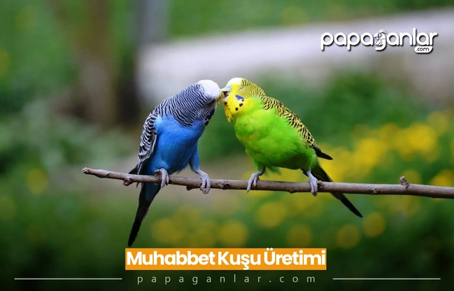 Muhabbet Kuşu Üretimi Profesyonel Rehber