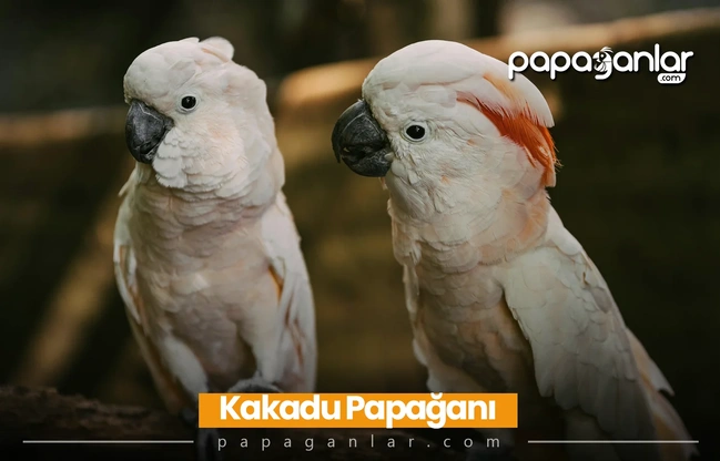 Kakadu Papağanı Özellikleri, Bakımı, Türleri ve Güncel Fiyatları