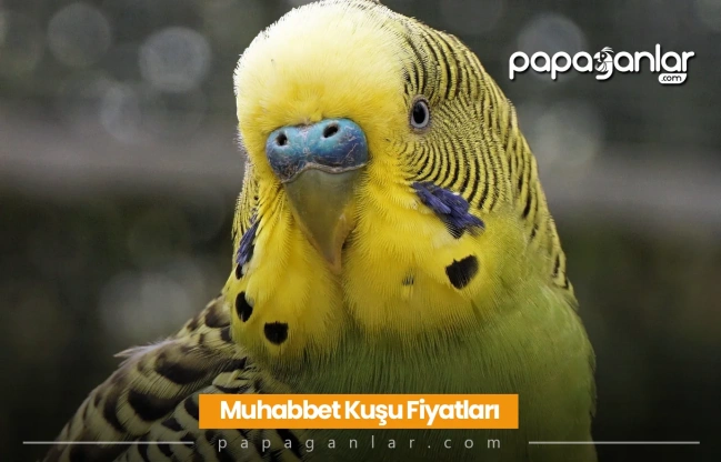 Muhabbet Kuşu Fiyatları 2026