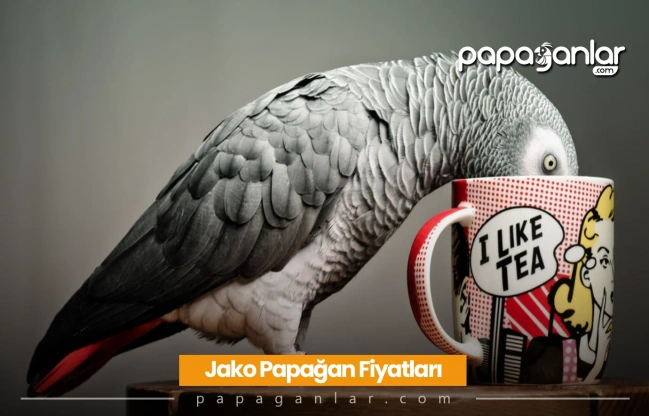 Jako Papağan Fiyatları 2026