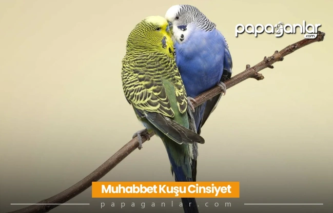 Muhabbet Kuşu Cinsiyet Ayrımı