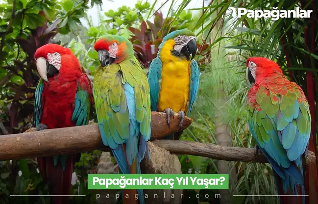 Papağanlar Kaç Yıl Yaşar?