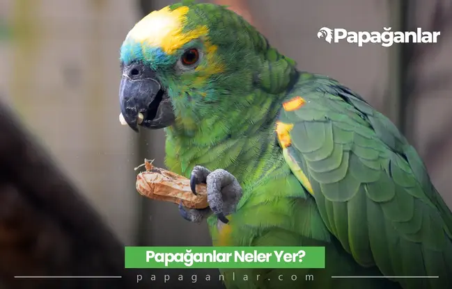 Papağanlar Ne Yer? Nasıl Beslenir?