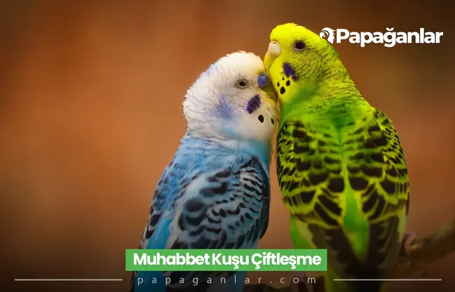 Muhabbet Kuşu Çiftleşme
