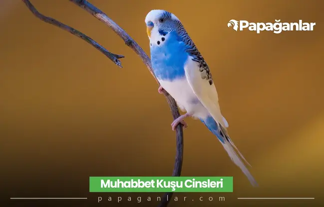 Muhabbet Kuşu Cinsleri